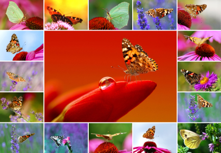 Bild-Nr: 10274867 Schmetterlinge Erstellt von: Atteloi