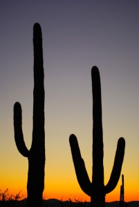 Bild-Nr: 10383737 Saguaro National Park Erstellt von: UCH