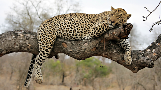 Bild-Nr: 10393093 Resting Leopard on a tree Erstellt von: Circumnavigation
