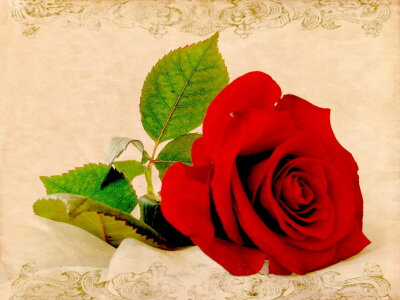 Bild-Nr: 10419911 Eine rote Rose -3- Erstellt von: Heike  Hultsch