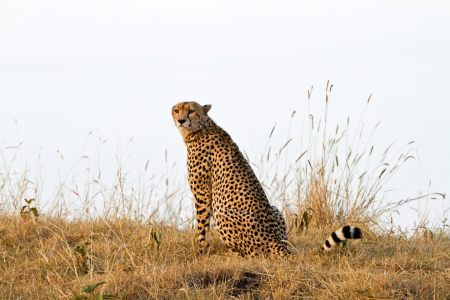Bild-Nr: 10428185 Gepard in der Savanne Afrikas Erstellt von: Safarifotografie