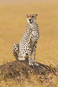Bild-Nr: 10444696 Gepard Erstellt von: Safarifotografie
