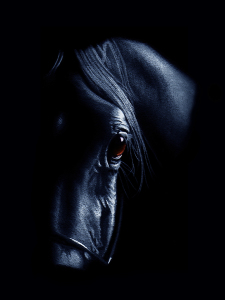 Bild-Nr: 10456620 Pferdeauge mystisch blau Erstellt von: Mausopardia