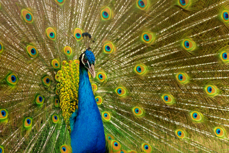 Bild-Nr: 10508299 Blauer Pfau (Pavo cristatus) Erstellt von: WildlifePhotography