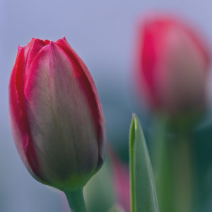 Bild-Nr: 10512105 rote Tulpen Erstellt von: Stephanie Stephanie Dannecker