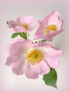 Bild-Nr: 10537693 wild roses Erstellt von: Rolf Eschbach