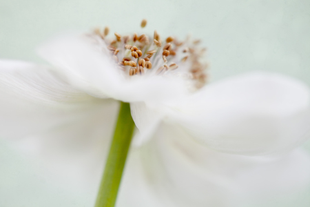 Bild-Nr: 10555177 white blossom Erstellt von: bilderwerk