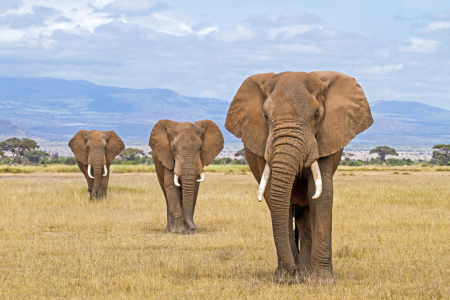 Bild-Nr: 10601608 Drei Elefanten am Fuß des Kilimanjaro Erstellt von: Safarifotografie