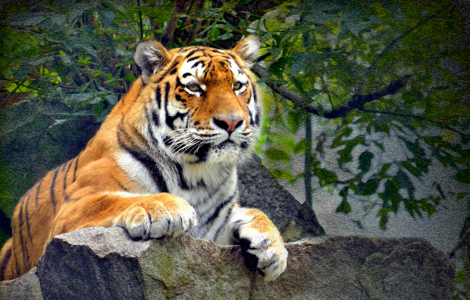 Bild-Nr: 10604950 Der Tiger Erstellt von: Thomatorius