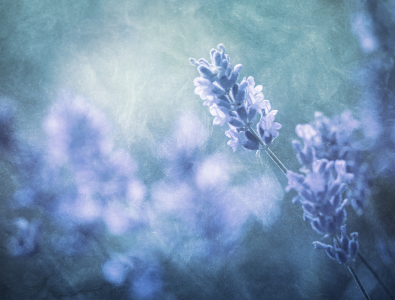 Bild-Nr: 10605598 Lavendel im Licht Erstellt von: Daniela Beyer