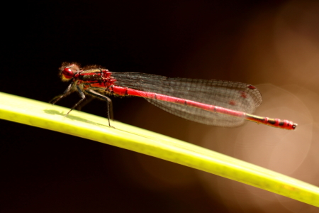 Bild-Nr: 10662080 Libelle Rotbraun - dragonfly red brown - libellule rouge brun - Blick nach Links Erstellt von: Knibbli