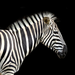 Bild-Nr: 10664924 Zebra im Quadrat - Version zwei - Hintergrund schwarz Erstellt von: Heike  Hultsch