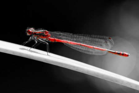 Bild-Nr: 10678106 Libelle Schwarz Weiß Rot - dragonfly black white red - Knibbli Erstellt von: Knibbli