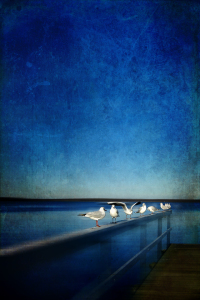 Bild-Nr: 10680194 Nine seagulls (dark blue) Erstellt von: yammay