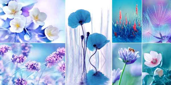 Bild-Nr: 10705113 Frühlingsblumen Erstellt von: Atteloi