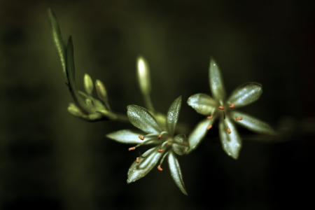 Bild-Nr: 10706817 klitze kleine Glitzer Makro Blüte - tiny little glitter macro bloom Erstellt von: Knibbli