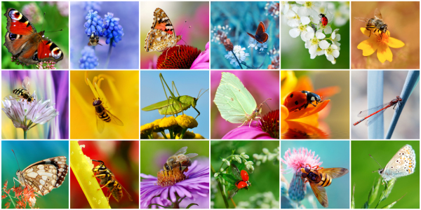 Bild-Nr: 10728133 Insekten Collage Erstellt von: Atteloi