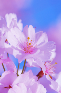 Bild-Nr: 10759055 Frühlingsblüten Erstellt von: Atteloi