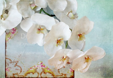 Bild-Nr: 10782719 Orchideenstillleben Erstellt von: Heike  Hultsch