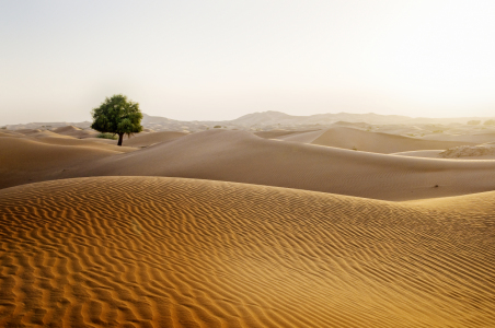 Bild-Nr: 10820955 einsamer Baum in der Wüste Erstellt von: danielschoenen