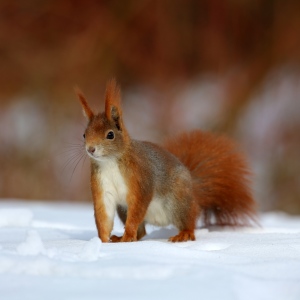 Bild-Nr: 10885484 rotes Eichhörnchen im Winter Erstellt von: Marcel Schauer