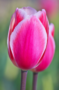 Bild-Nr: 10887930 Pink tulips Erstellt von: Angela  Dölling