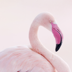 Bild-Nr: 10893400 Flamingo Erstellt von: Heike  Hultsch