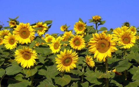 Bild-Nr: 10904606 sunflowers Erstellt von: GUGIGEI