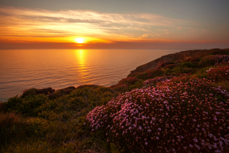 Bild-Nr: 10931333 flowers & sunset Erstellt von: photoplace
