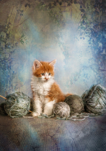 Bild-Nr: 10950379 knitting kitten. Erstellt von: René de Brunn