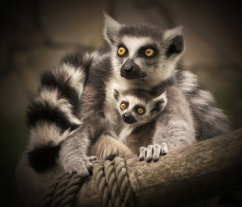 Bild-Nr: 10995484 Lemuren Erstellt von: SandraFotodesign