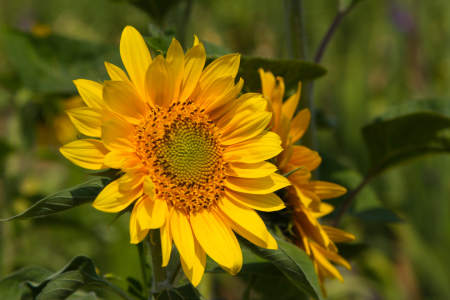 Bild-Nr: 11032041 Helianthus - Sonnenblumen Erstellt von: Ursula  Di Chito