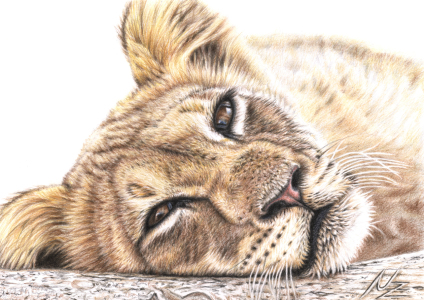 Bild-Nr: 11087883 Löwenkind - Tired Young Lion Erstellt von: NicoleZeug