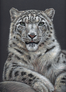 Bild-Nr: 11095155 Schneeleopard - Snow Leopard Erstellt von: NicoleZeug