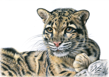 Bild-Nr: 11164028 Nebelparder - Clouded Leopard Erstellt von: NicoleZeug