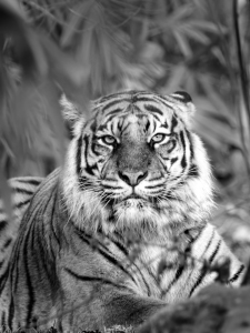 Bild-Nr: 11174738 Tiger im Busch Erstellt von: schiwa-rose
