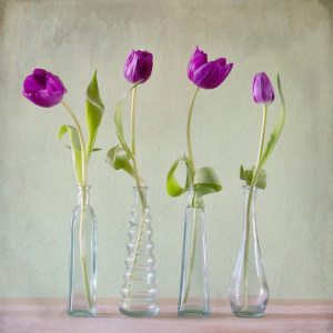 Bild-Nr: 11209660 Purple Tulips Erstellt von: Steffen Gierok