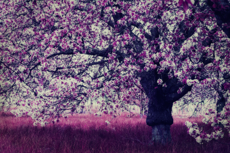 Bild-Nr: 11311212 pink cherry blossoms Erstellt von: Vereinigung-Emotional-Expressionisten