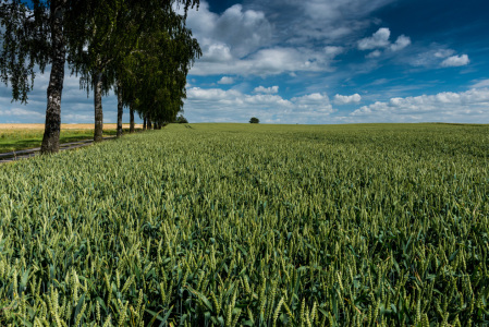 Bild-Nr: 11316926 Typisches Weizenfeld auf der Insel Poel, Mecklenburg-Vorpommern, Ostsee Erstellt von: orxy