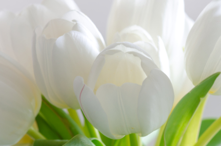 Bild-Nr: 11435509 Weiße Tulpen Erstellt von: Steffen Gierok