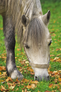 Bild-Nr: 11510051 Welsh-Pony  Erstellt von: Angela  Dölling