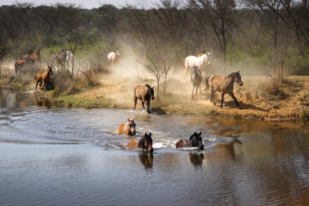 Bild-Nr: 11671914 Pferde im Wasser - Anlauf Erstellt von: Steff1911