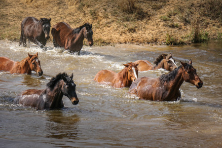 Bild-Nr: 11671918 Pferde im Wasser - und raus! Erstellt von: Steff1911