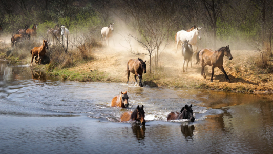 Bild-Nr: 11677792 Pferde im Wasser Erstellt von: Steff1911