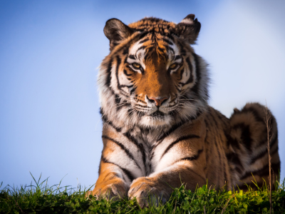 Bild-Nr: 11740740 Sibirischer Tiger Erstellt von: Richard-Young