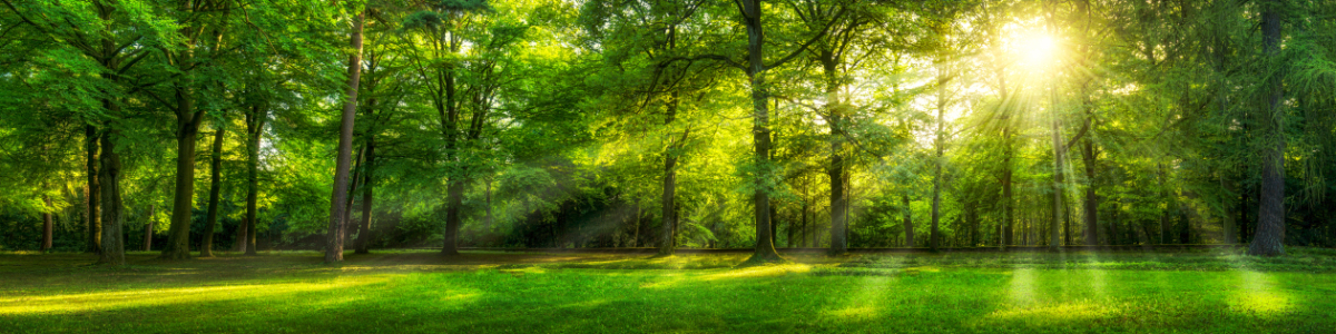 Bild-Nr: 11754488 Wald Panorama mit Sonnenschein Erstellt von: eyetronic