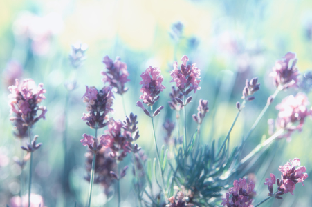 Bild-Nr: 11778838 Lavendel Sommertraum Erstellt von: Tanja Riedel
