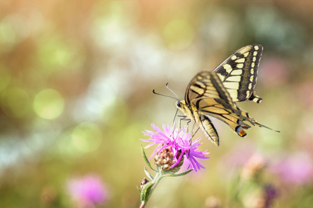 Bild-Nr: 11786144 Schwalbenschwanz Schmetterling Falter Erstellt von: Thomas Herzog