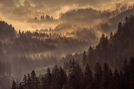 Bild-Nr: 11791514 Schwarzwald im Licht und Nebel Erstellt von: Andreas Schott