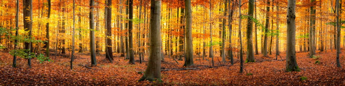 Bild-Nr: 11808510 Bunter Herbstwald als Panorama Hintergrund Erstellt von: eyetronic